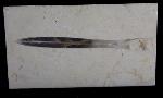 Hibolithes sp. (MONTFORT 1808) - Bild © FossNet FossilienStore